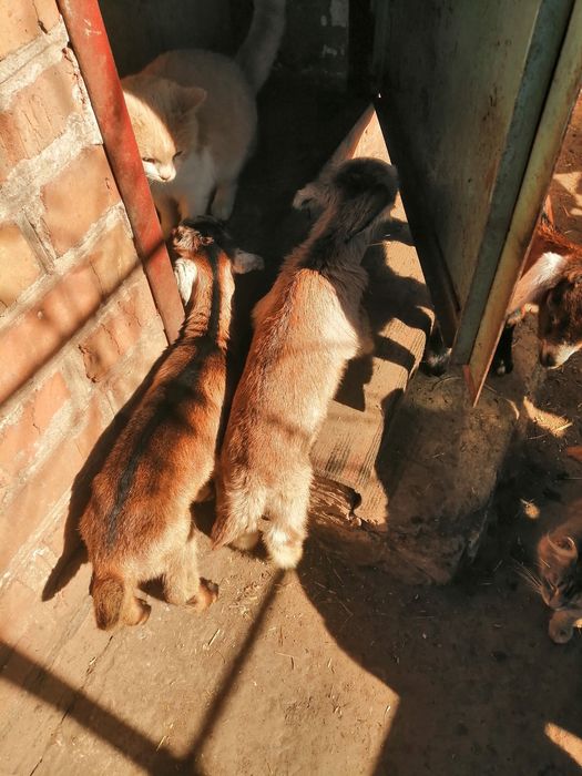 Англо-Нубийские козлята