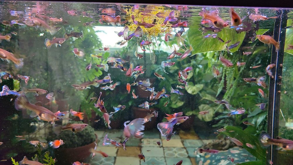 Гуппі. Акваріумна рибка