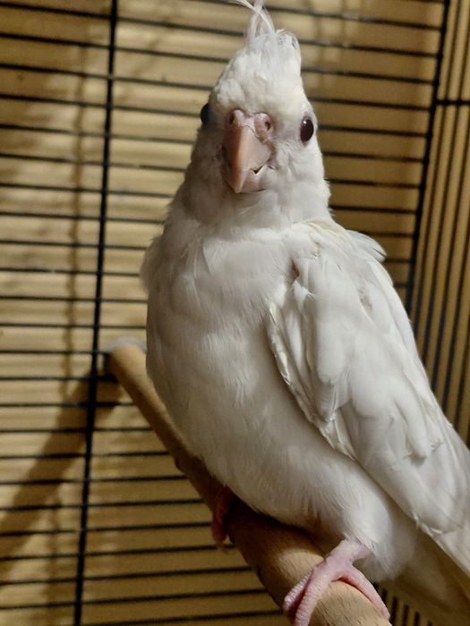 Papugi nimfy ręcznie dokarmiane