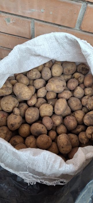 продам картоплю насіневу
