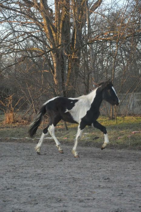 klaczka roczna sp i fryz
