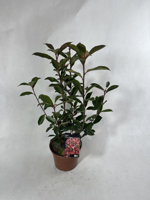 Głogownik carre rouge na zywopłoty zimozielony czerwony liść