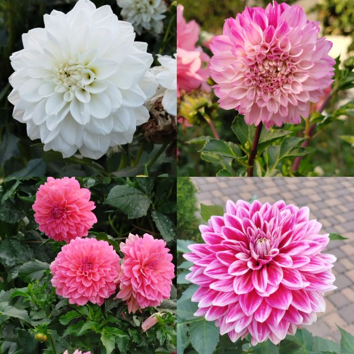 Клубні жоржин . 70 грн