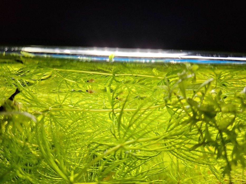 Roślina do akwarium rogatek