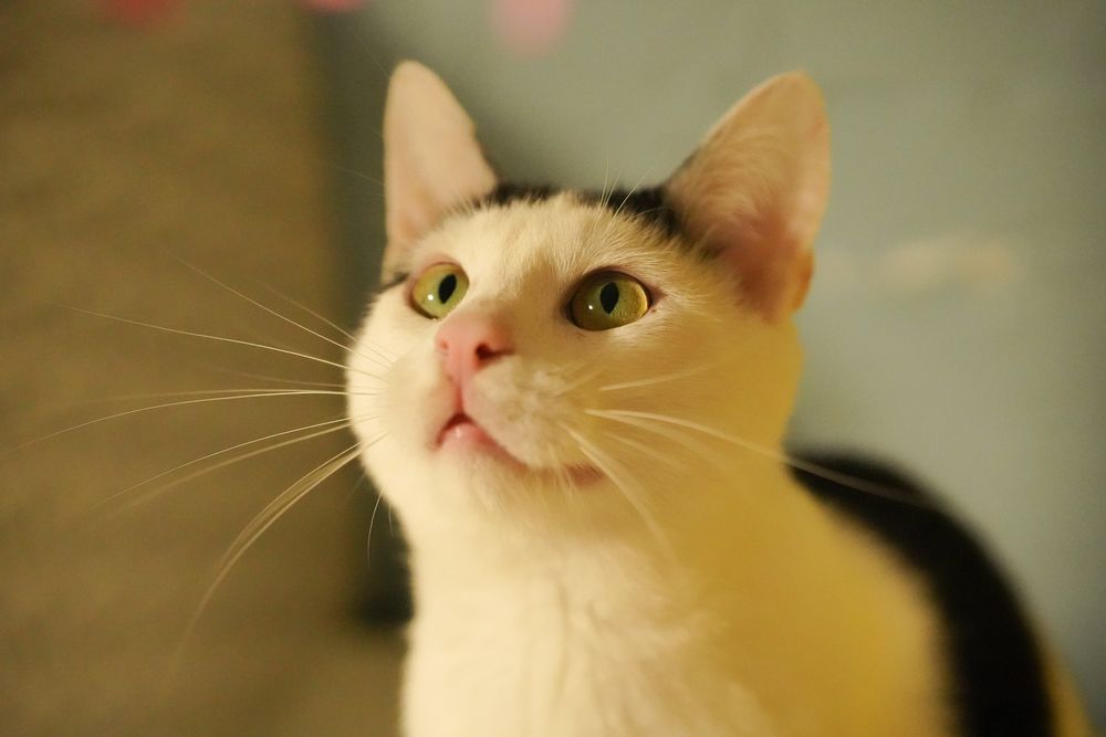 Cudowny Orzeszek do adopcji !