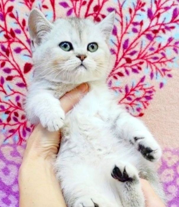 Срібна шиншила хлопчик красунчик