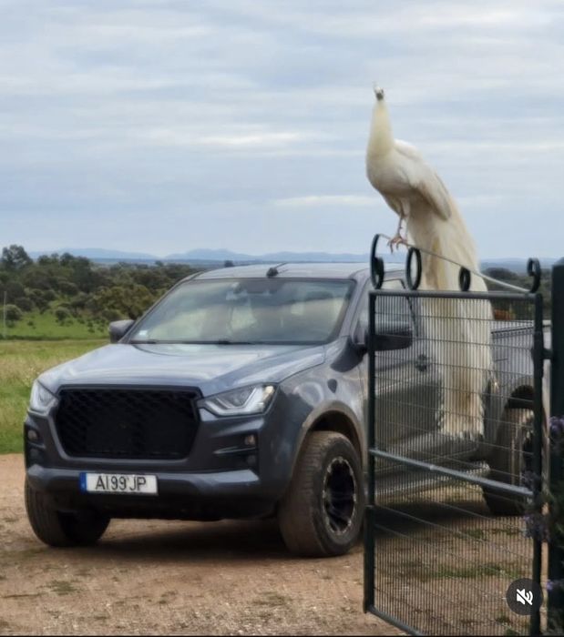 Grelha isuzu d max 2021