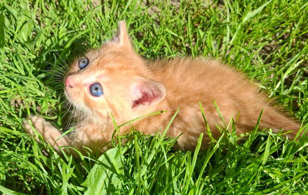 Милі котенятка (4 хлопчики і 1 дівчинка)