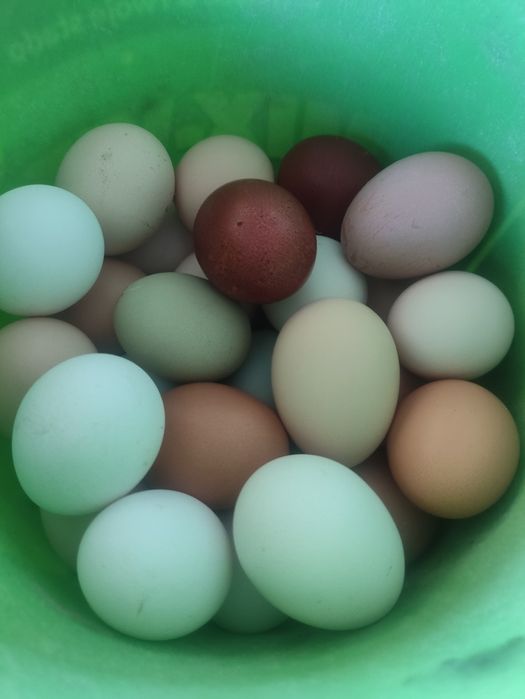 Jajka lęgowe od kur rossa,green shell, aruk