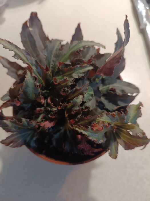 Бегонія фламенко