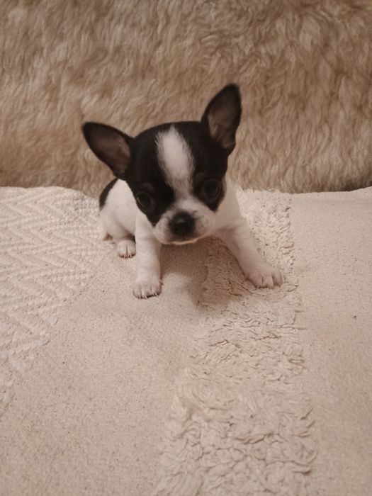 Rezerwacja. Chihuahua XS  piesek  „ Dolar "