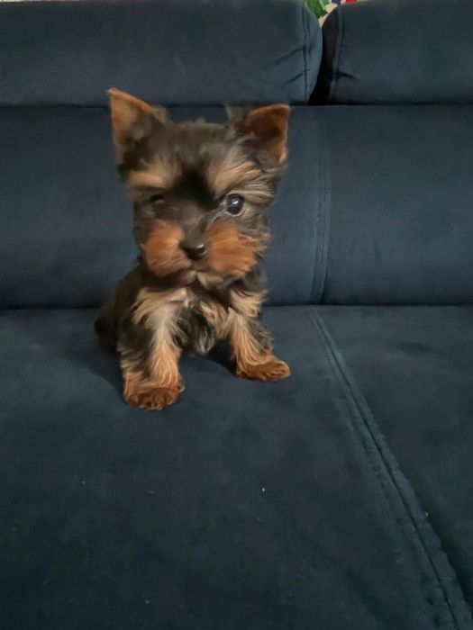 York Yorkshire Terrier mini XXXS miniaturka piesek