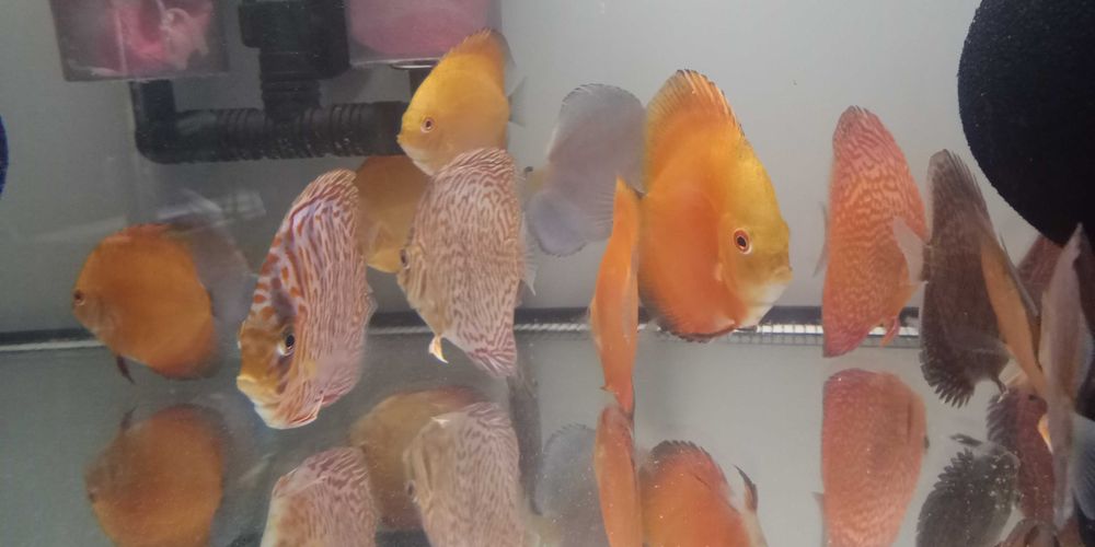 GB Dyskowce - PALETKI Red Turkus rozmiar ''XS'' do 4 cm