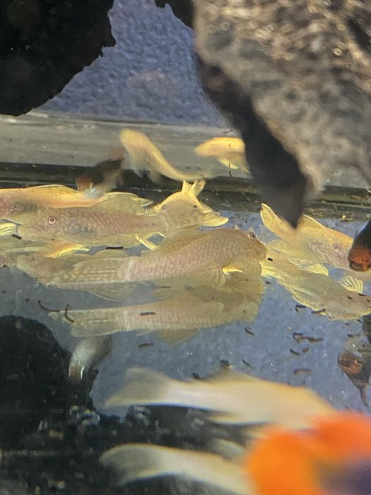 Glonojady gold dwie pary młode