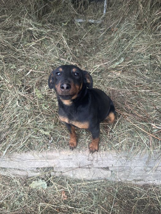 Продам суку 7,5 місяців яг робота по шкірі є