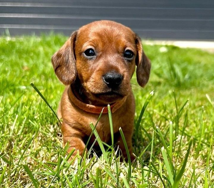 Таксята риженькі