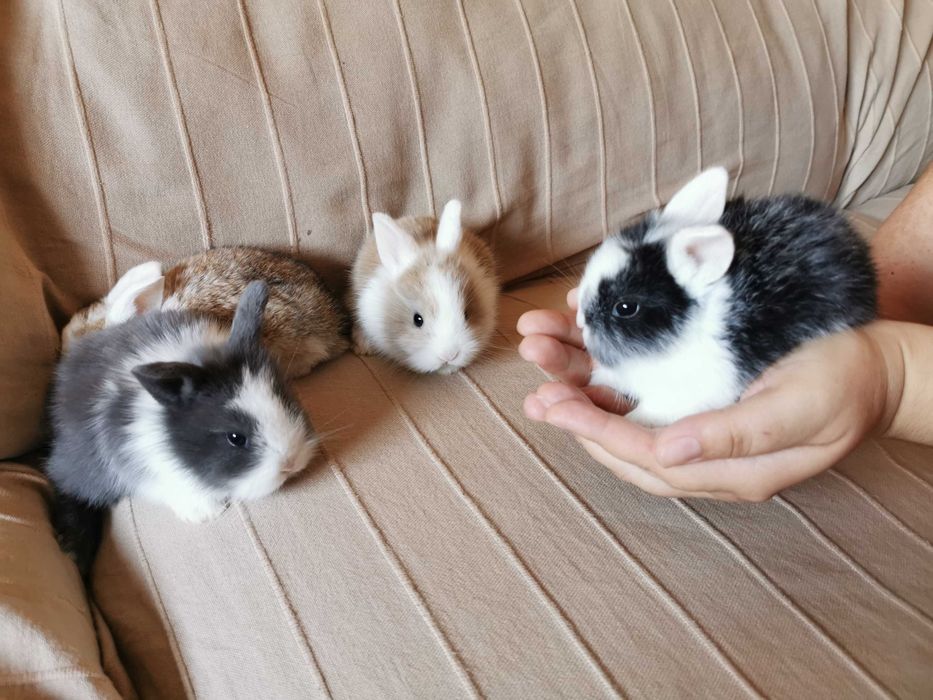Coelhos anões mini + gaiola nova + alimentação adequada