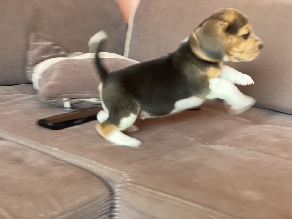 Чудесні малюки біглі