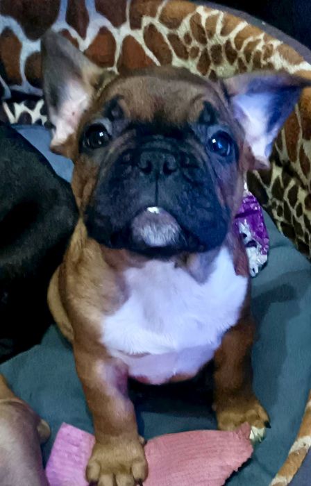 Buldog Francuski szczeniak Suczka