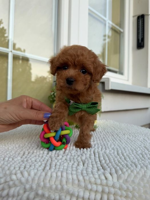 Piesek Maltipoo z metryką