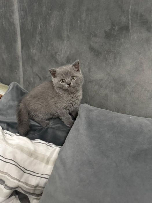 Rezerwacja na kotki Brytyjskie niebieskie