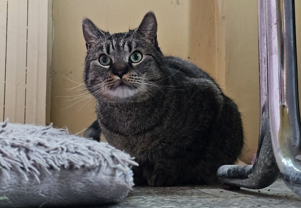 Dwa kocurka szuakqjce domków.  Lub 1 razem. Kochają psy!