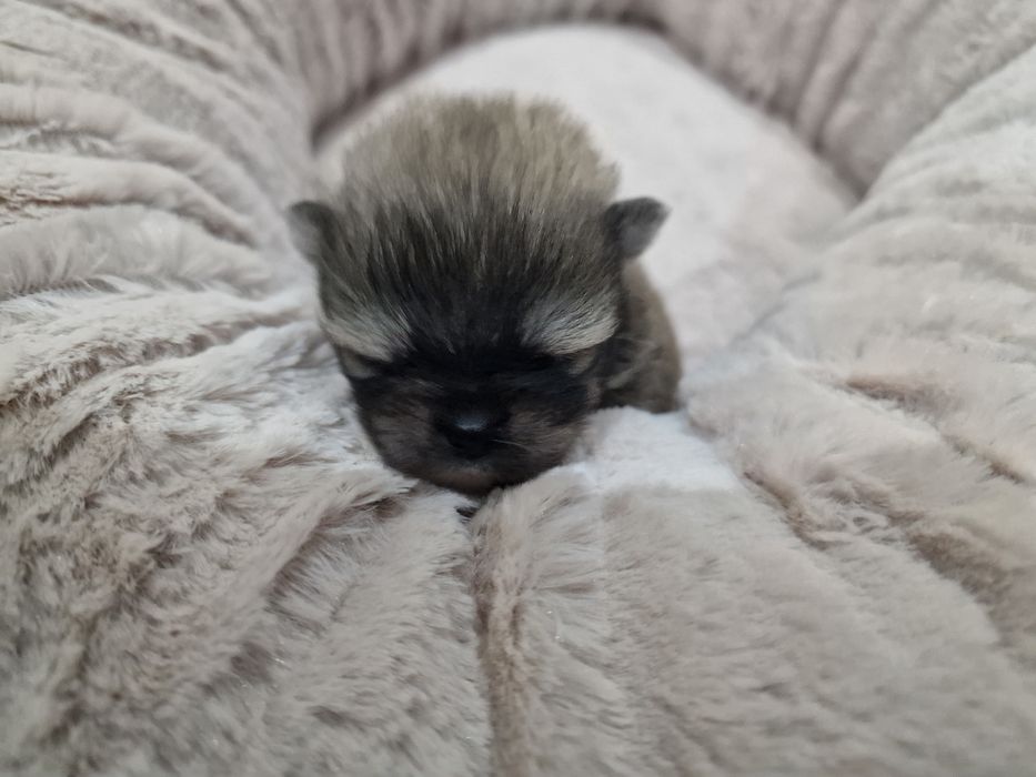 Lulu Pomerânia C/LOP Macho Spitz Alemão Anão