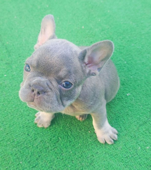 Bulldog francês fêmea blue lilac tan