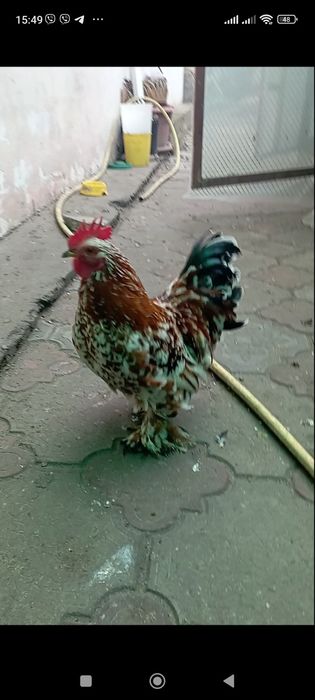 Карликові кури бентамкі