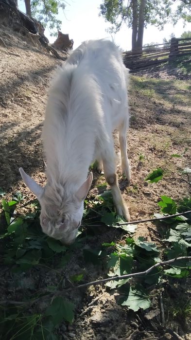 Продається молодий козлик