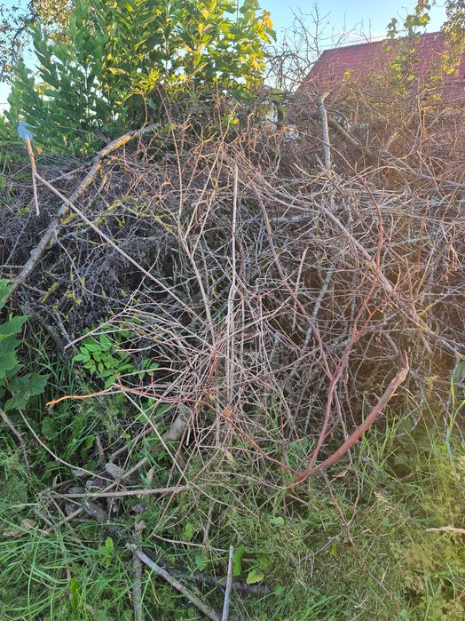 Suche gałęzie za darmo – pod rębak lub na opał