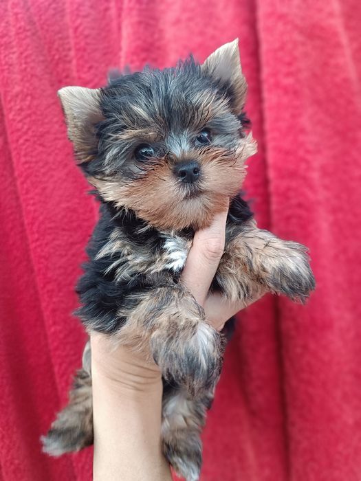 Неймовірні міні цуценята йорки