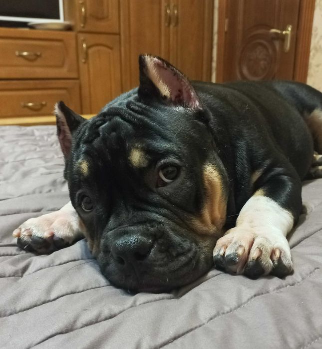 Атлетичний хлопчик Американського Буллі у пошуках нової сімї