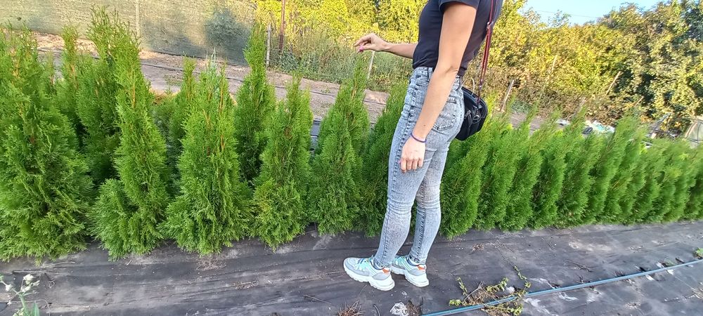 Туя,Можжевельник,Блю Чип,Даника, Смарагд Вайт, Казацкий, янтар,глобоза