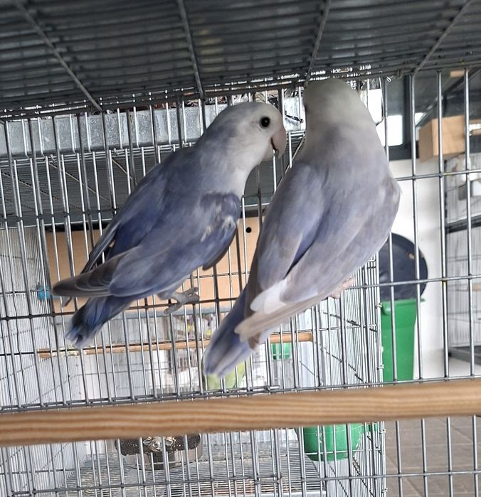 Casal de Agapornis