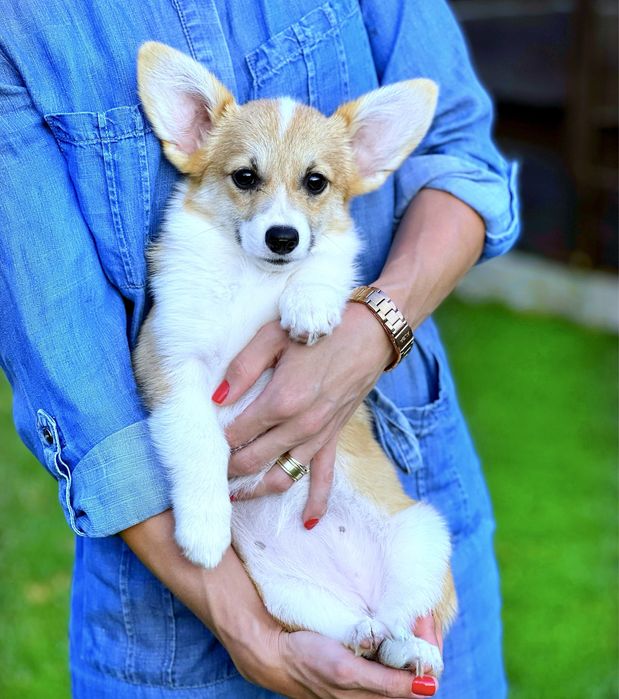 Вельш корги пемброк