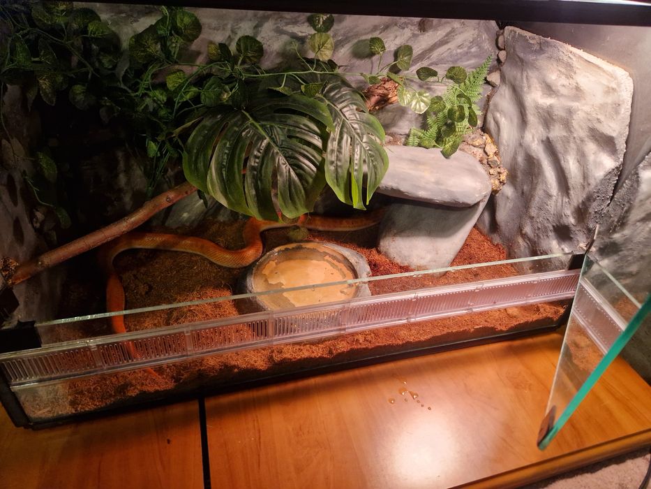 Wąż mahoniowy wraz z terrarium