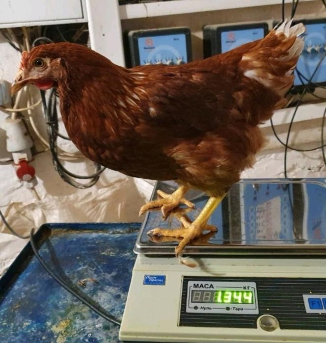 Курочка 5 міс Ломан Браун