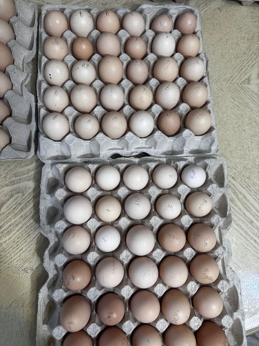 Віандоти кури , срібні  мʼясо яєчні