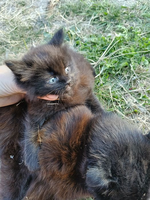 віддам чорне кошеня хлопчик , мама висловуха , подарую котеня
