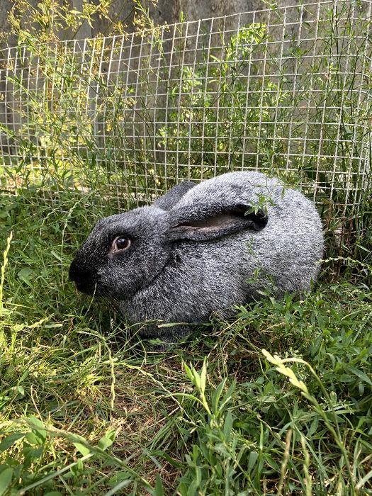 Продам кролики Полтавське срібло