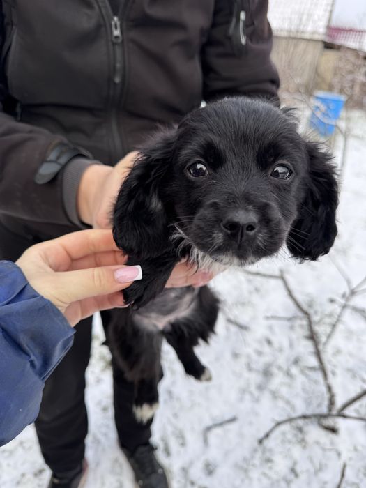 Отдам в хорошие руки щенков,метис спаниеля
