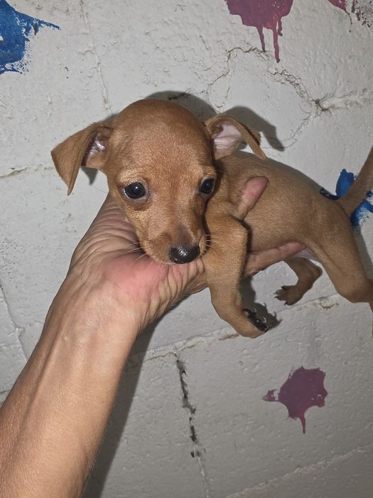 Pinscher fêmea pura