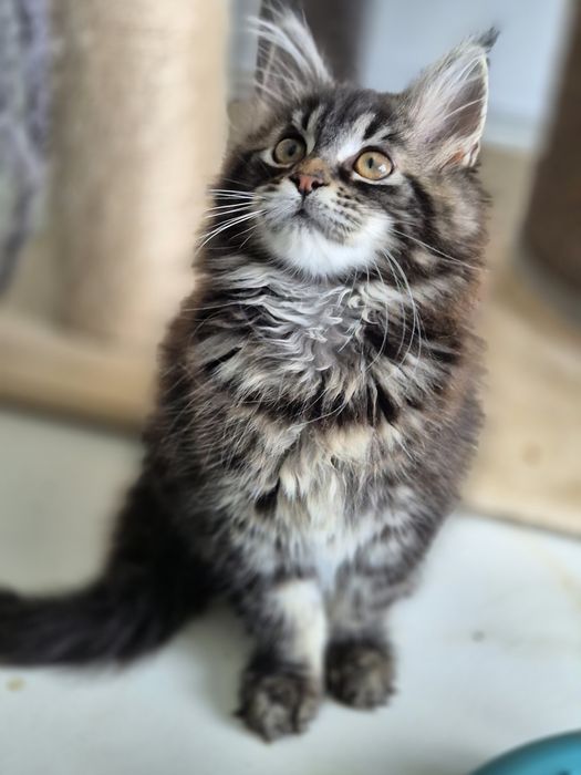Kot Maine coon po sterylizacji- kastracji Gotowy do odbioru