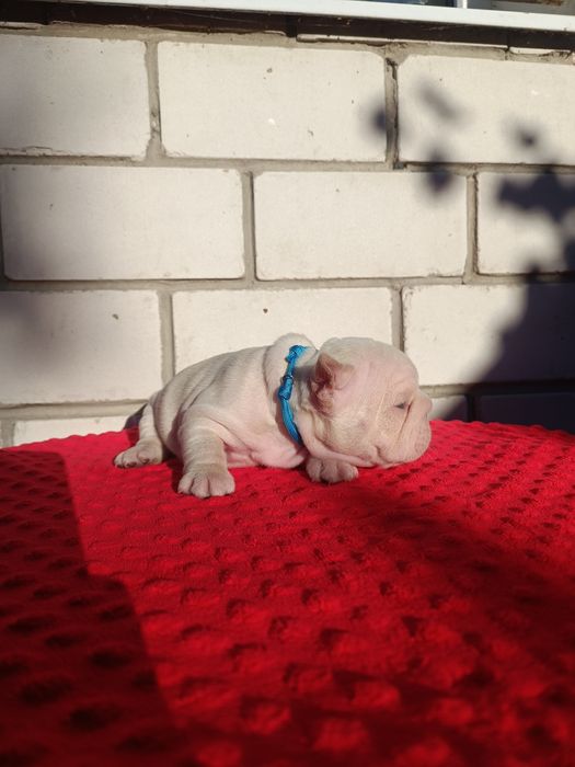 Дівчинка перлинка