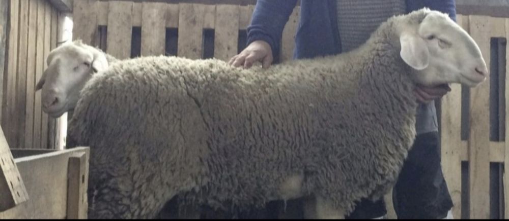 Кроси великих порід, вівці ,барани на розплід