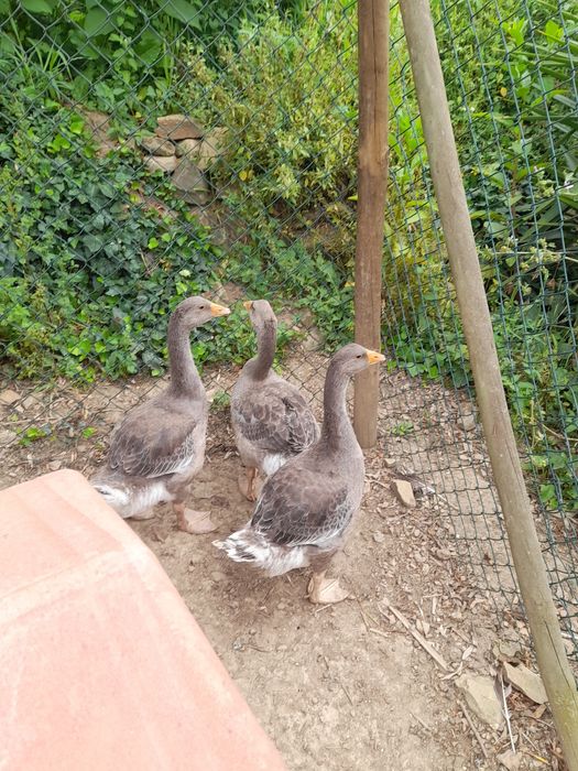 Trio Gansos de Toulouse