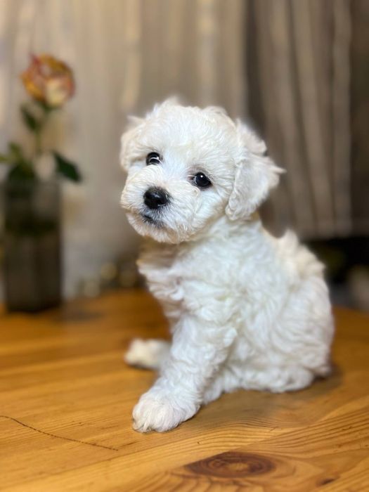 Мальтипу, білі ведмежата , 2 хлопчика