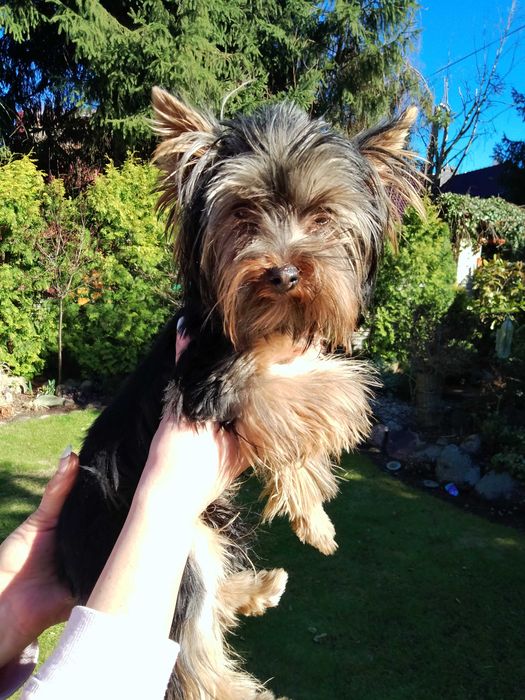 Sprzedam Yorkshire Terrier