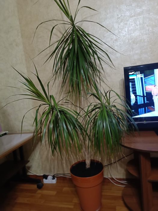 Вазон драцена кімнатна